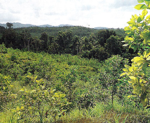 forestindustry02.jpg - 0 Bytes