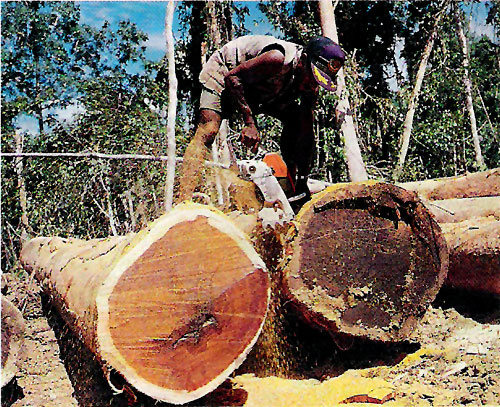 forestindustry08.jpg - 0 Bytes